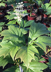 Rodgersia podophylla 'Rotlaub' ('Red Leaf')